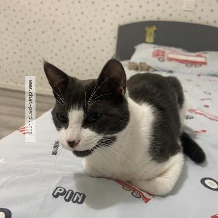 Photo de chat perdu à Bonneval