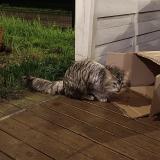 Photo de chat trouvé à Ecole Valentin