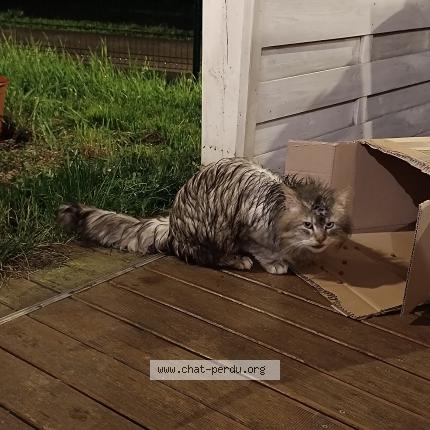 Photo 1/1 Chat trouvé Trouvé à Ecole valentin