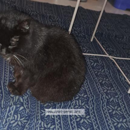 Photo 1/4 Chat trouvé Trouvé à Limoges