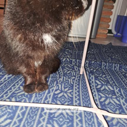 Photo 2/4 Chat trouvé Trouvé à Limoges