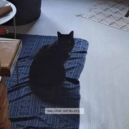 Photo 3/4 Chat trouvé Trouvé à Limoges