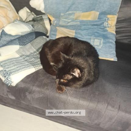 Photo 4/4 Chat trouvé Trouvé à Limoges