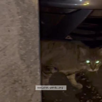 Photo 1/1 Chat trouvé Trouvé à Montgeron