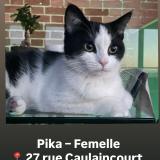 Photo de chat perdu à Paris