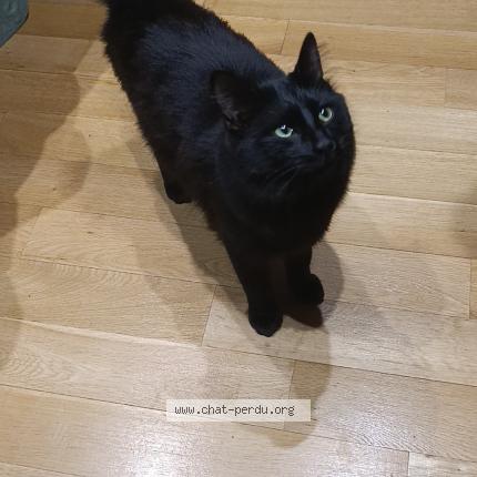 Photo 1/1 Minouche Chat perdu à Marcoussis