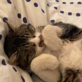 Photo de chat perdu à Ladapeyre