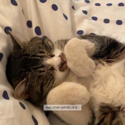 Photo 1/2 Ulysse Chat perdu à Ladapeyre