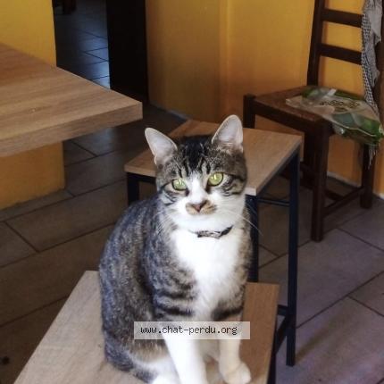 Photo 2/2 Ulysse Chat perdu à Ladapeyre