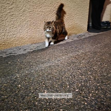 Photo 1/1 Chat trouvé Trouvé à Blyes