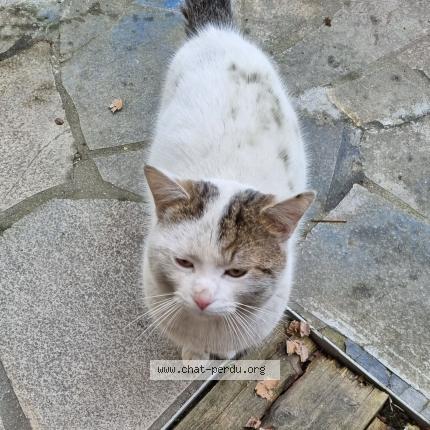 Photo 1/1 Chat trouvé Trouvé à Coubron