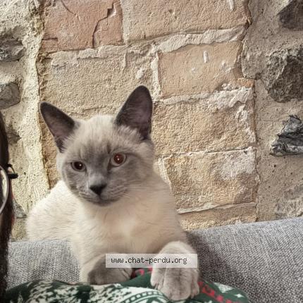 Photo 1/1 Chat retrouvé Perdu à Marseille