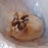 Photo de chat perdu à Dock Sud