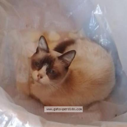 Photo 1/1 Bruce Chat perdu à Dock sud