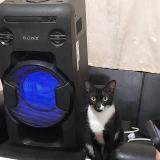 Photo de chat perdu à Chiclayo