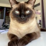 Photo de chat perdu à Benejacq