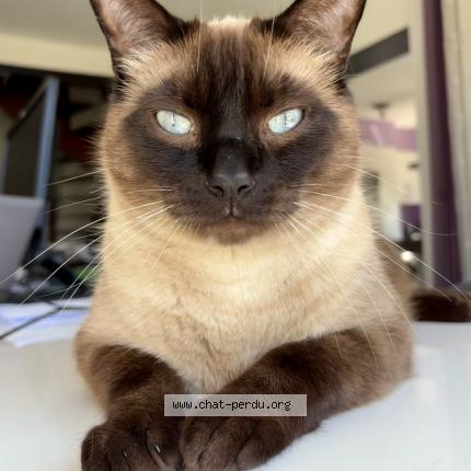 Photo 1/1 Picasso Chat perdu à Benejacq