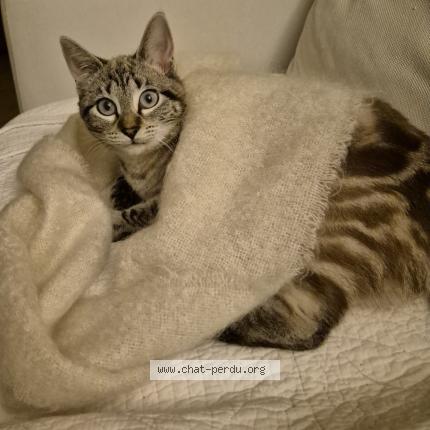 Photo 1/1 Chouchou Chat perdu à Mouguerre