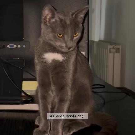 Photo 1/1 Niro Chat perdu à L isle adam