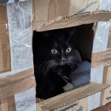 Photo de chat perdu à Montaut