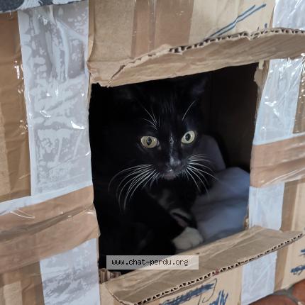 Photo 1/1 Chaussette Chat perdu à Montaut