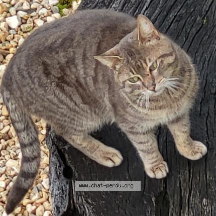 Photo 1/1 Chat trouvé Trouvé à Saint front sur nizonne