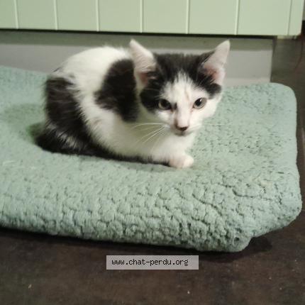 Photo 1/1 Chat trouvé Trouvé à Bruxelles