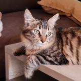 Photo de chat perdu à Bernac Debat