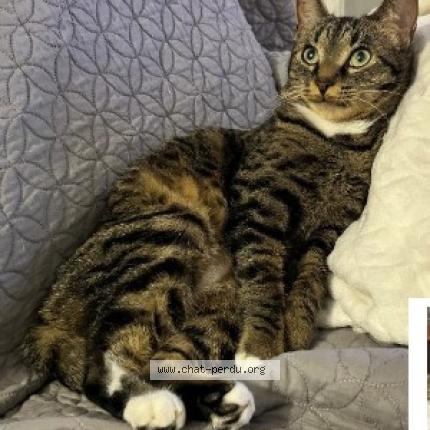 Photo 1/1 kali Chat perdu à Valenciennes