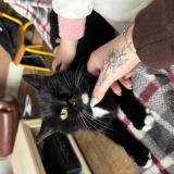 Photo de chat perdu à Fourmies