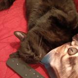 Photo de chat perdu à Sermange