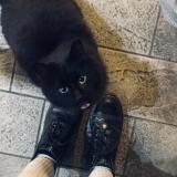 Photo de chat trouvé à La Reole