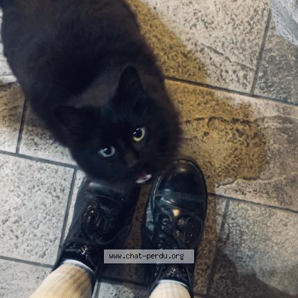 Photo 1/1 Chat trouvé Trouvé à La reole