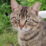 Photo de chat perdu à Lannemezan