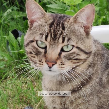 Photo 1/1 Rocky Chat perdu à Lannemezan