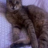 Photo de chat perdu à Talmay