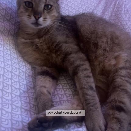 Photo 1/1 Tigrou Chat perdu à Talmay