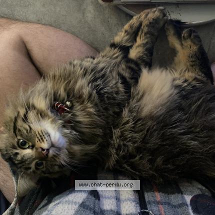 Photo 1/1 Tissah Chat perdu à Simiane collongue