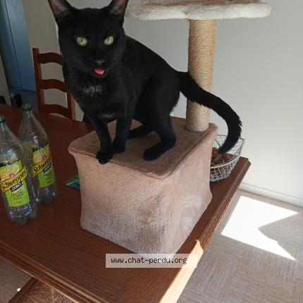 Photo 1/1 Miaouss Chat perdu à Ifs