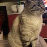 Photo de chat perdu à Nantes