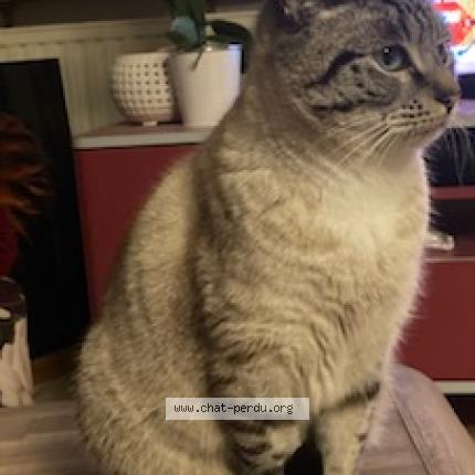 Photo 1/1 Nougat Chat perdu à Nantes