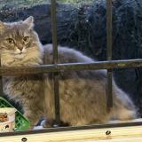 Photo de chat trouvé à Royat