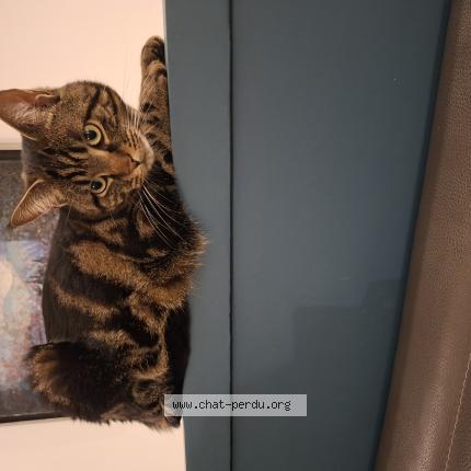 Photo 1/1 Chat retrouvé Perdu à Suresnes