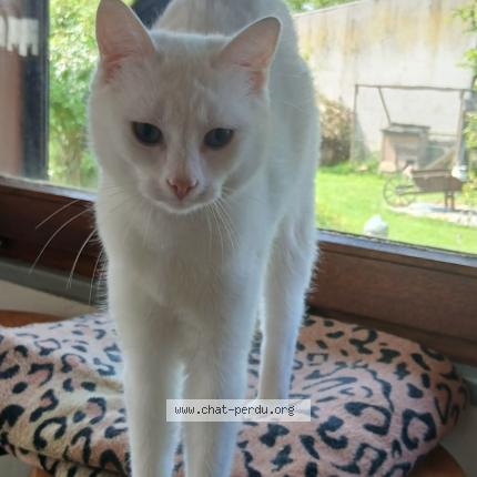 Photo 1/1 Chat retrouvé Perdu à Chavelot