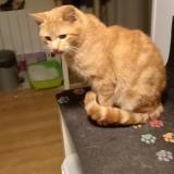 Photo de chat trouvé à Plumieux