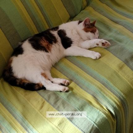 Photo 1/1 LABELLE Chat perdu à Vaugneray