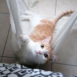 Photo de chat perdu à Saint Michel