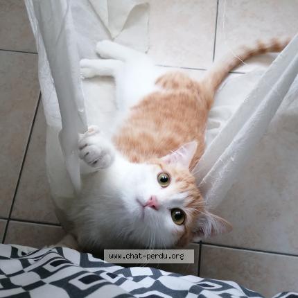 Photo 1/1 Harou Chat perdu à Saint michel