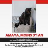 Photo de chat perdu à Rochefort