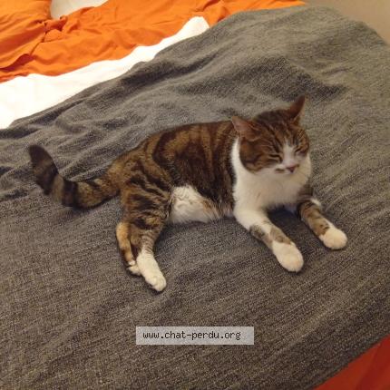 Photo 1/1 Prunelle Chat perdu à Chez fauraz